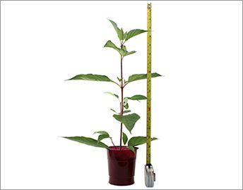 growth-tape-measure-plant