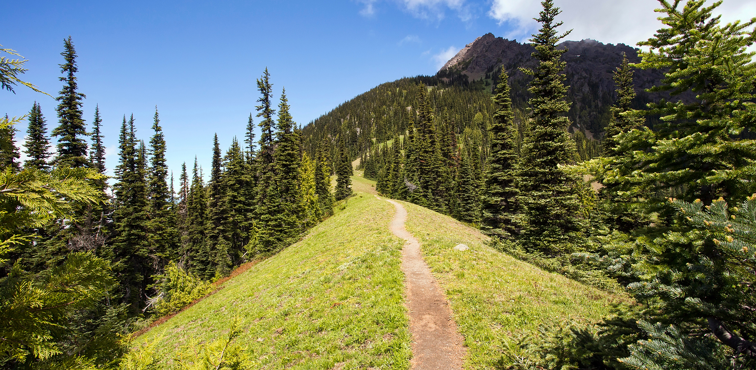 A narrow hiking path heads  through a pine forest, up a steep mountain ridge. Taken at Olympic National Park in Washington.