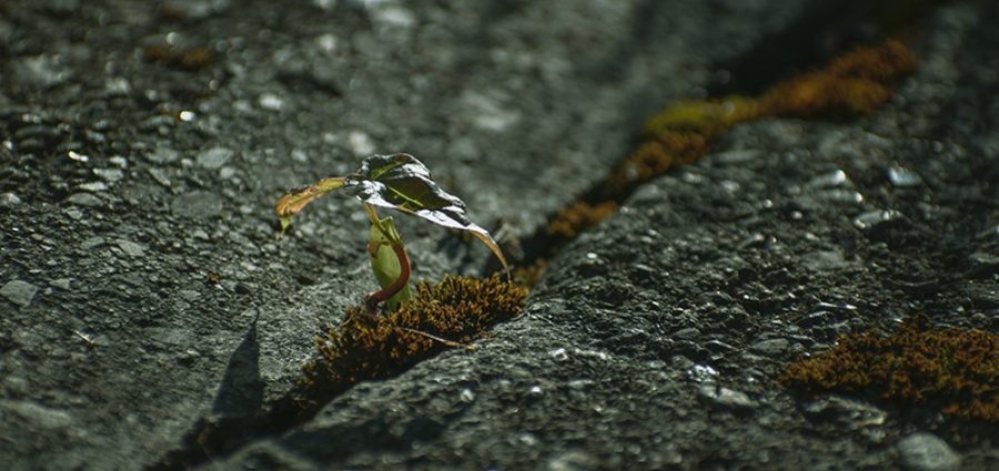 Close up view of a small wild plant growing on an urban walkway growing through the cement. Mental health concept for resilience, perseverance or growth